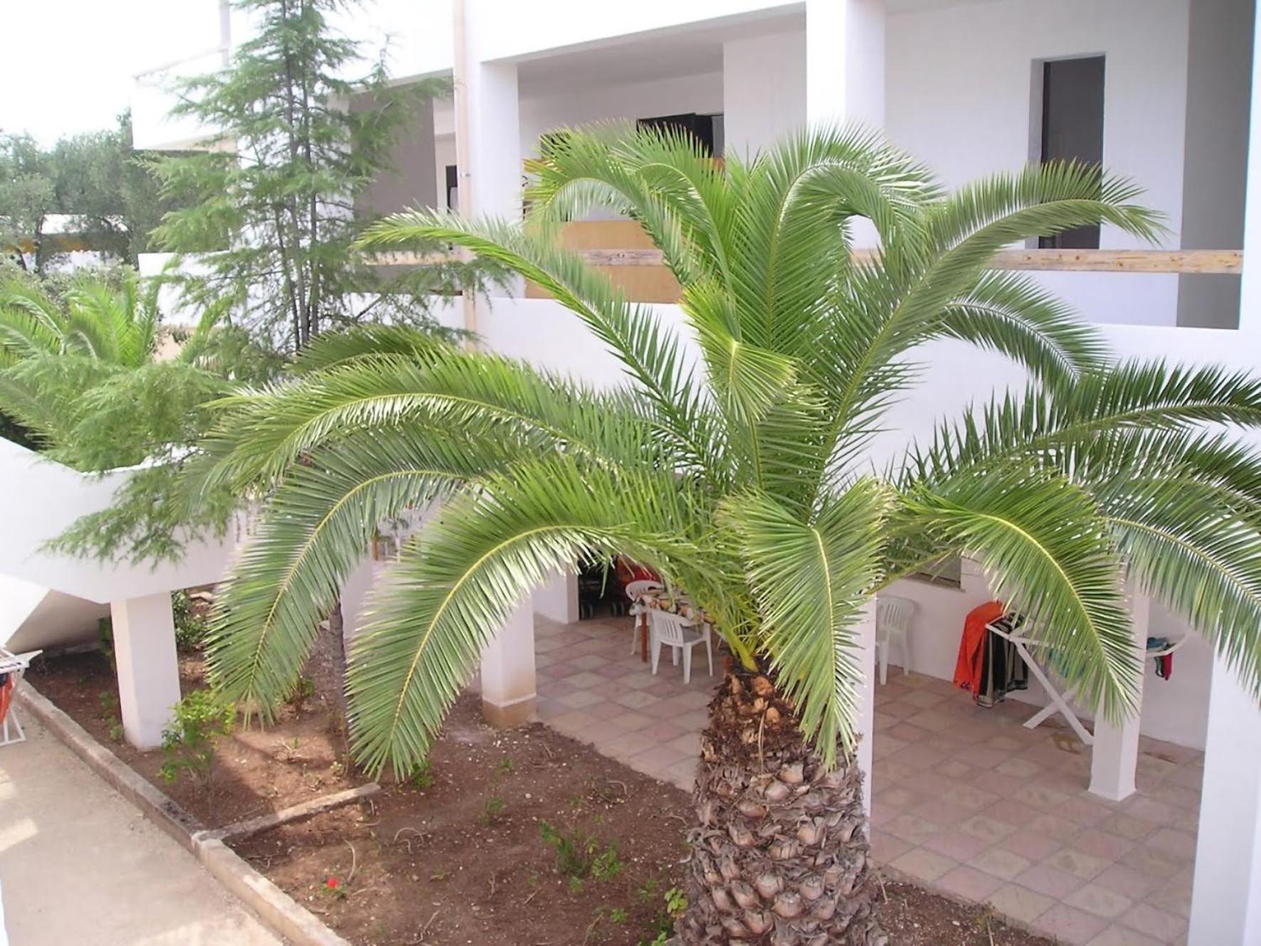 Residence Baia Del Gallo Vieste Ngoại thất bức ảnh